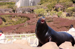 ガオー