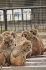 サル