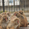 サル