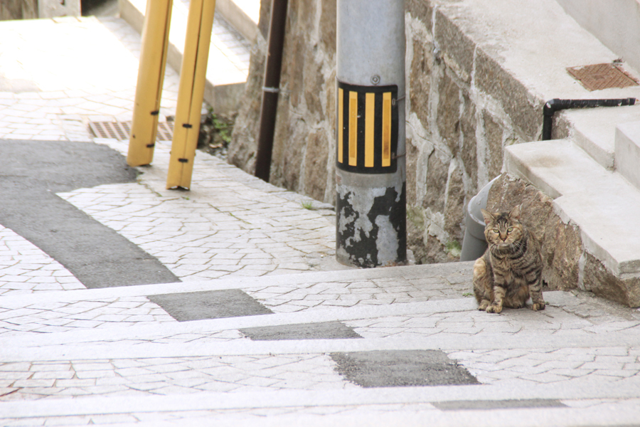 猫の町　尾道