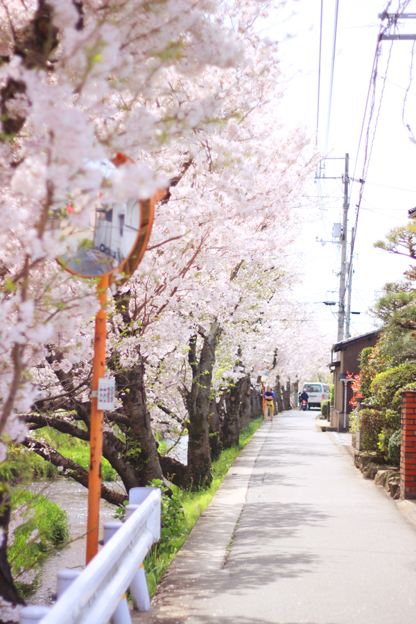 尾道の桜
