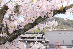 尾道の桜