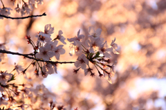 桜は何色