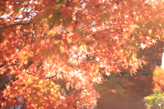 まっか紅葉