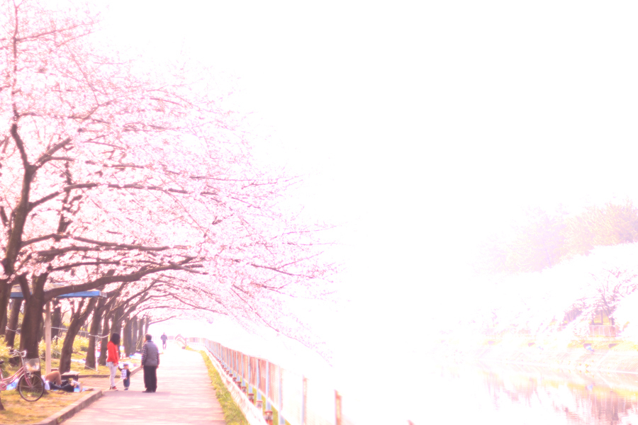 桜並木