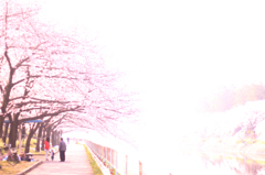 桜並木