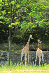 ここだけサバンナ