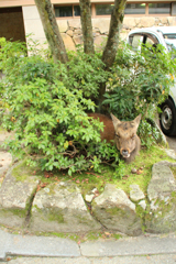 擬態