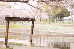 桜