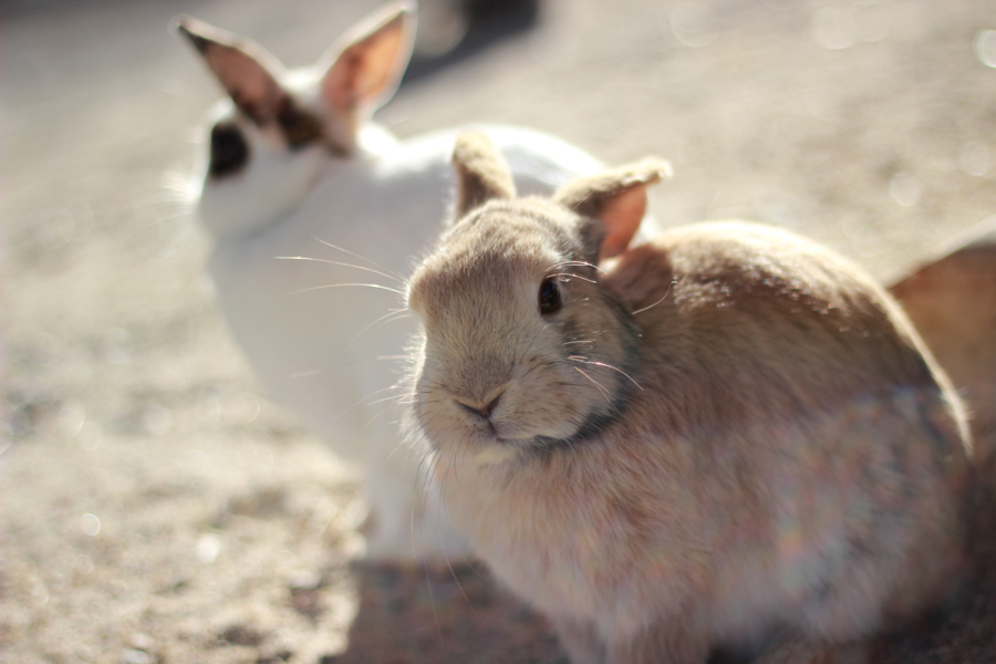 うさぎ