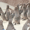 ペンギン(ペンギン)(ペンギン)(ペンギン)