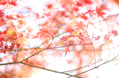 あか紅葉