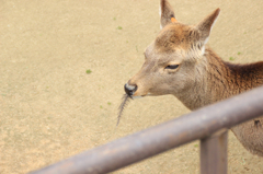 小腹が空いたので隣の檻のガチョウの羽をつまんでます