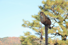 サル