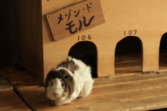 「見つかった」