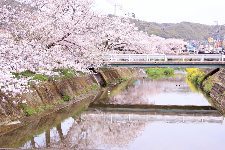 尾道の桜