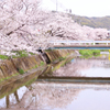 尾道の桜