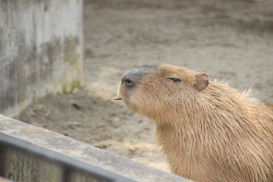 もぐもぐごはん