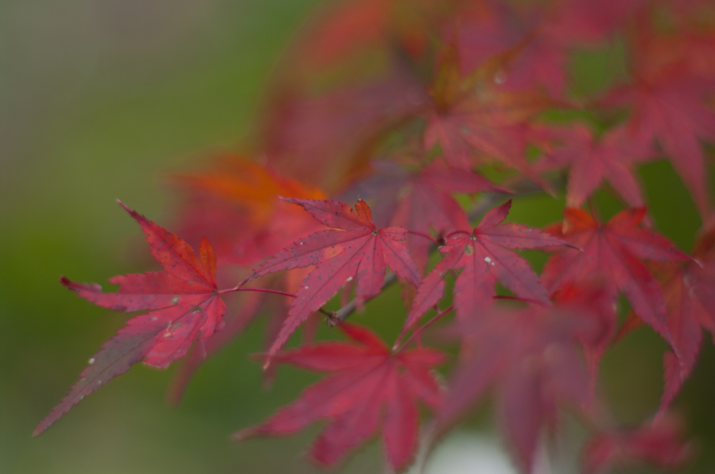 菊池渓谷そばの紅葉