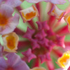 花火その２