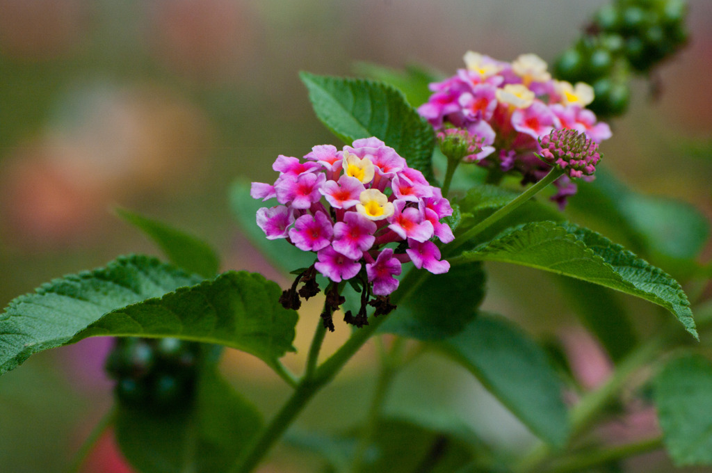 庭の花