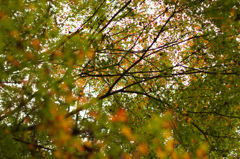 紅葉まだ