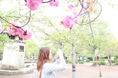京都の桜２