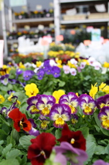 Viola