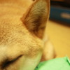 うたたね