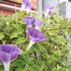 谷中の朝顔