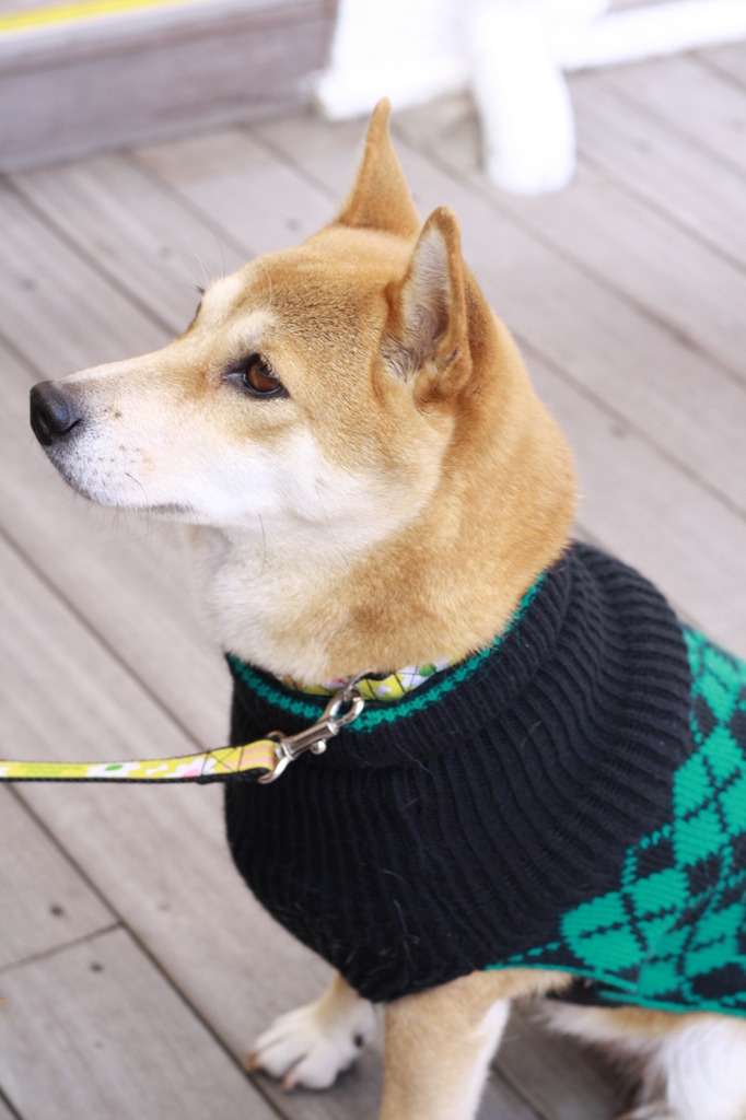 柴犬ピノ