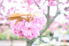 京都の桜１