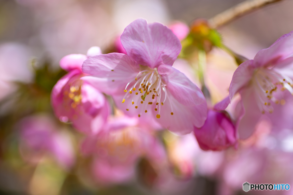 河津桜