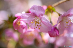 河津桜