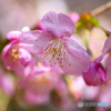 河津桜