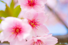 河津桜