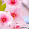 河津桜