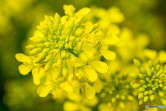 菜の花