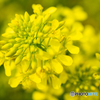 菜の花