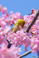 春の訪れ