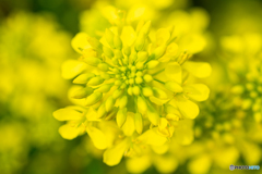 菜の花