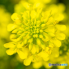 菜の花