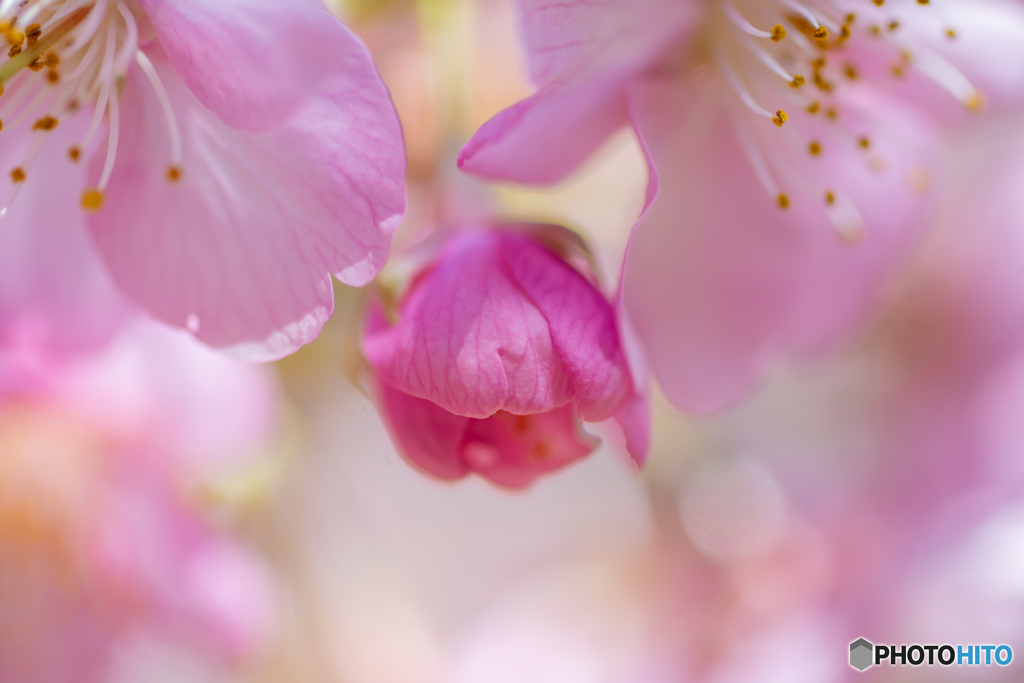 河津桜