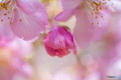 河津桜