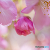 河津桜