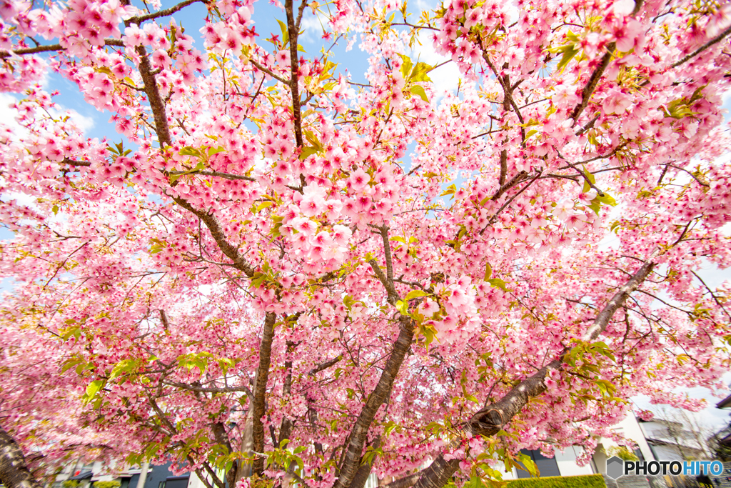 河津桜