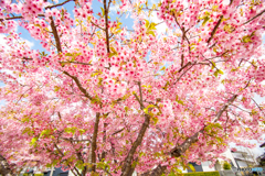 河津桜