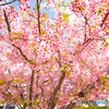 河津桜