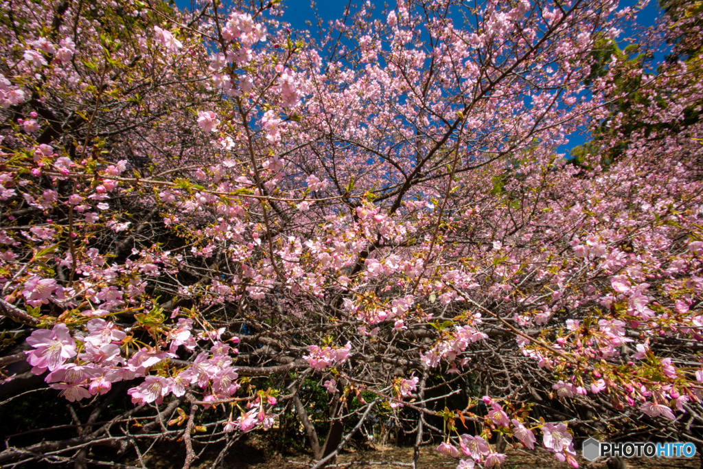 河津桜