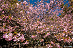 河津桜